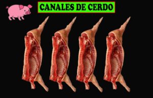 CANAL DE CERDO