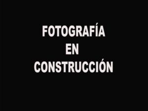 SESOS DE CERDO